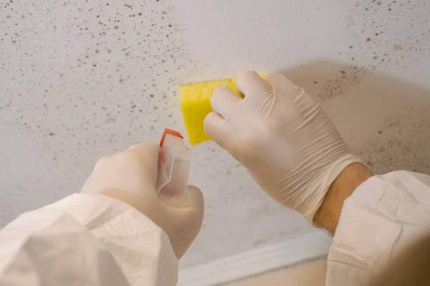 North Brooksville, FL Mold Removal Company